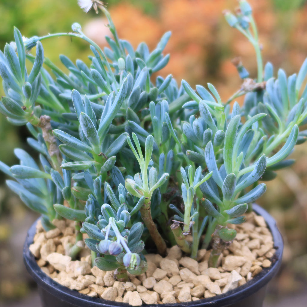 Dwarf Blue Chalk Sticks - Senecio serpens