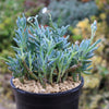 Dwarf Blue Chalk Sticks - Senecio serpens