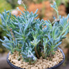 Dwarf Blue Chalk Sticks - Senecio serpens