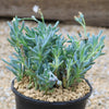 Dwarf Blue Chalk Sticks - Senecio serpens