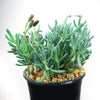 Dwarf Blue Chalk Sticks - Senecio serpens