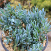 Dwarf Blue Chalk Sticks - Senecio serpens