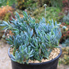 Dwarf Blue Chalk Sticks - Senecio serpens