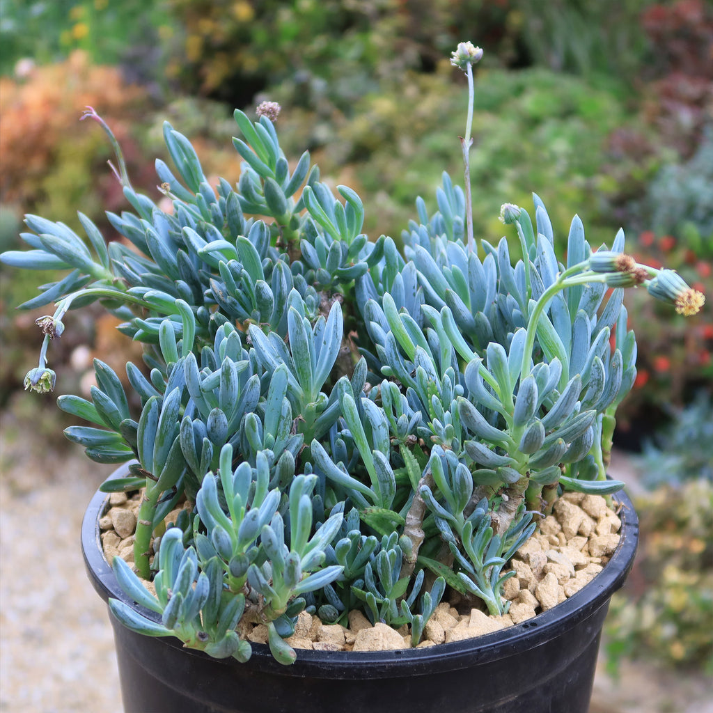 Dwarf Blue Chalk Sticks - Senecio serpens