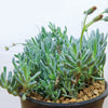 Dwarf Blue Chalk Sticks - Senecio serpens