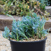 Dwarf Blue Chalk Sticks - Senecio serpens