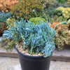 Dwarf Blue Chalk Sticks - Senecio serpens