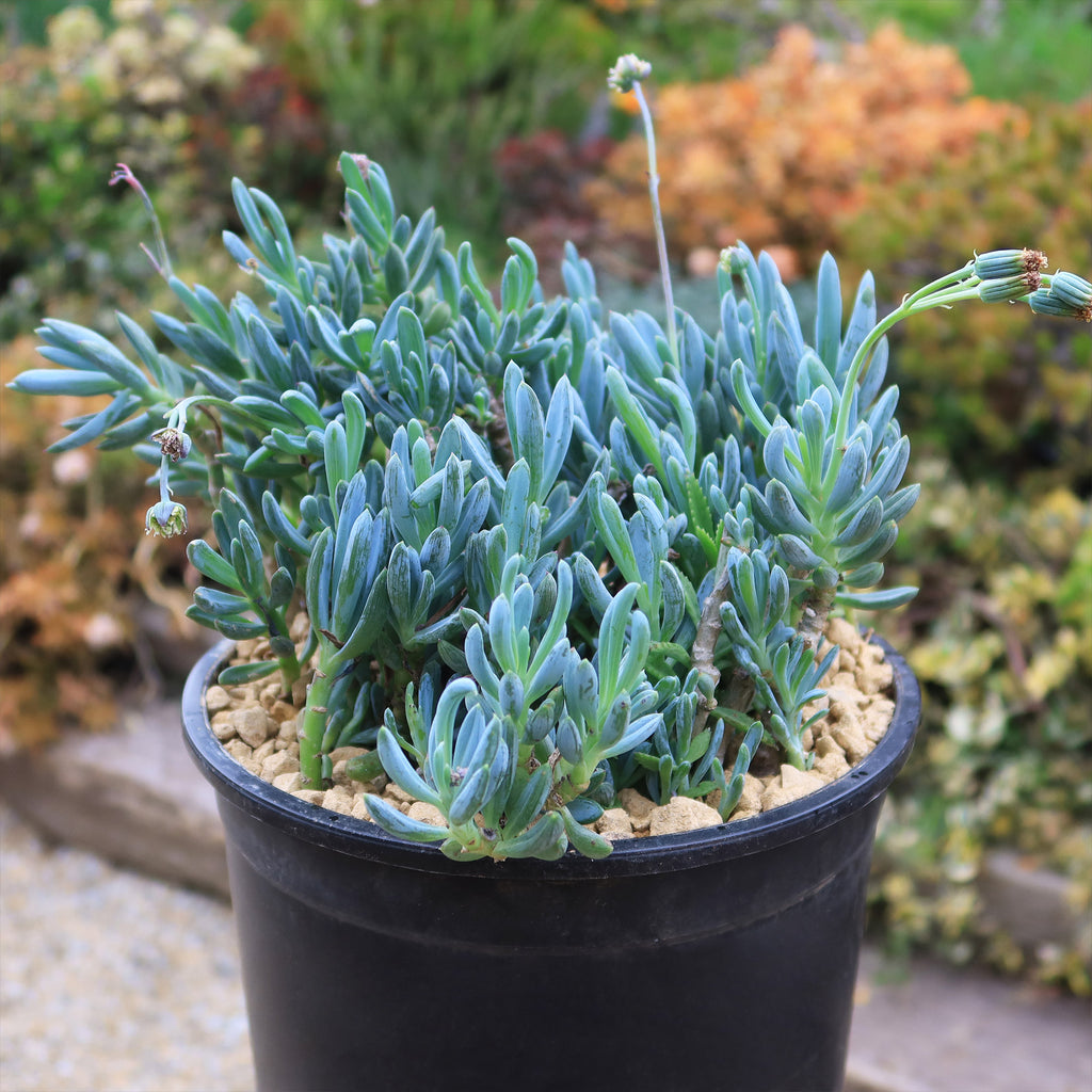 Dwarf Blue Chalk Sticks - Senecio serpens
