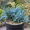 Dwarf Blue Chalk Sticks - Senecio serpens