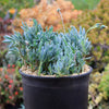 Dwarf Blue Chalk Sticks - Senecio serpens