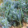 Dwarf Blue Chalk Sticks - Senecio serpens