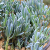 Dwarf Blue Chalk Sticks - Senecio serpens