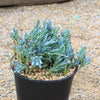 Dwarf Blue Chalk Sticks - Senecio serpens