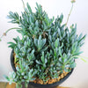 Dwarf Blue Chalk Sticks - Senecio serpens