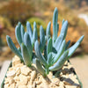 Dwarf Blue Chalk Sticks - Senecio serpens