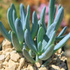 Dwarf Blue Chalk Sticks - Senecio serpens