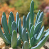 Dwarf Blue Chalk Sticks - Senecio serpens