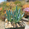 Dwarf Blue Chalk Sticks - Senecio serpens