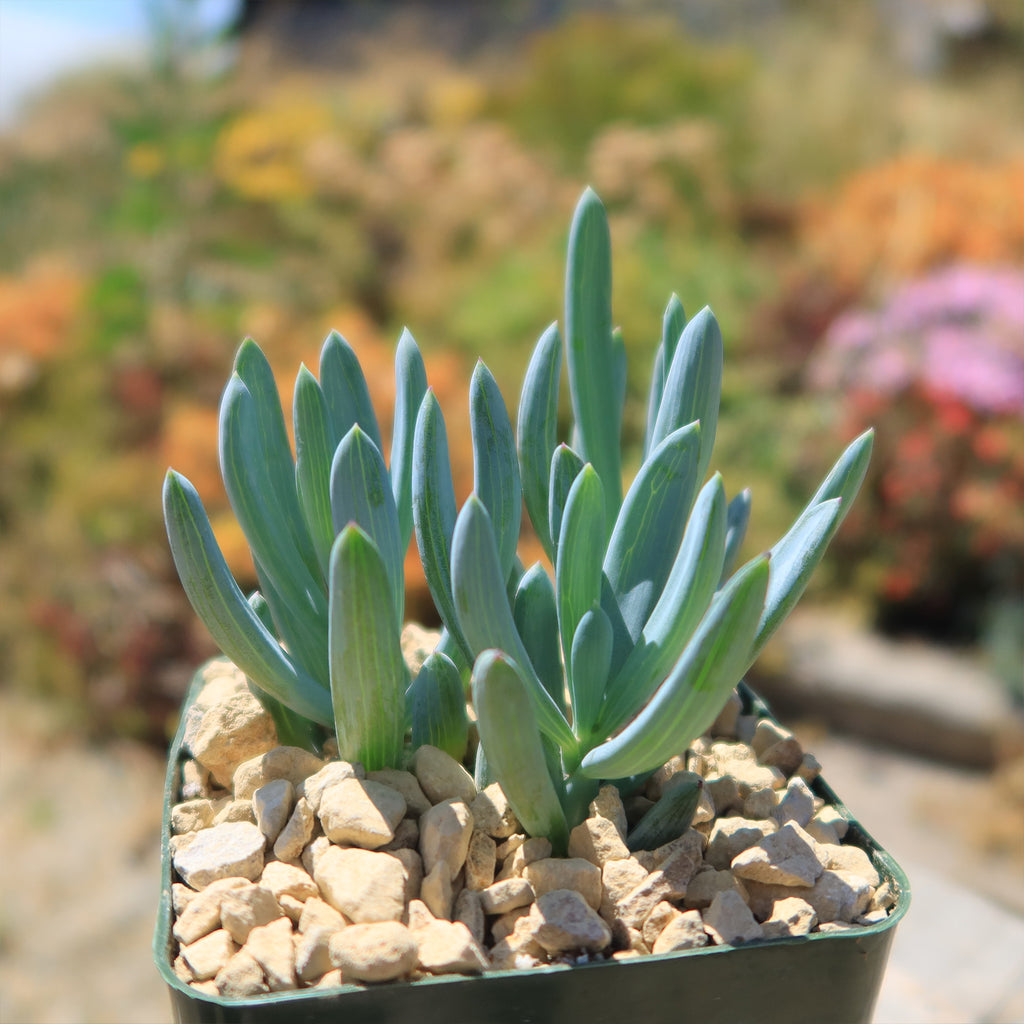 Dwarf Blue Chalk Sticks - Senecio serpens