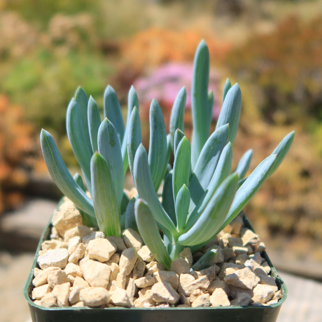 Dwarf Blue Chalk Sticks - Senecio serpens