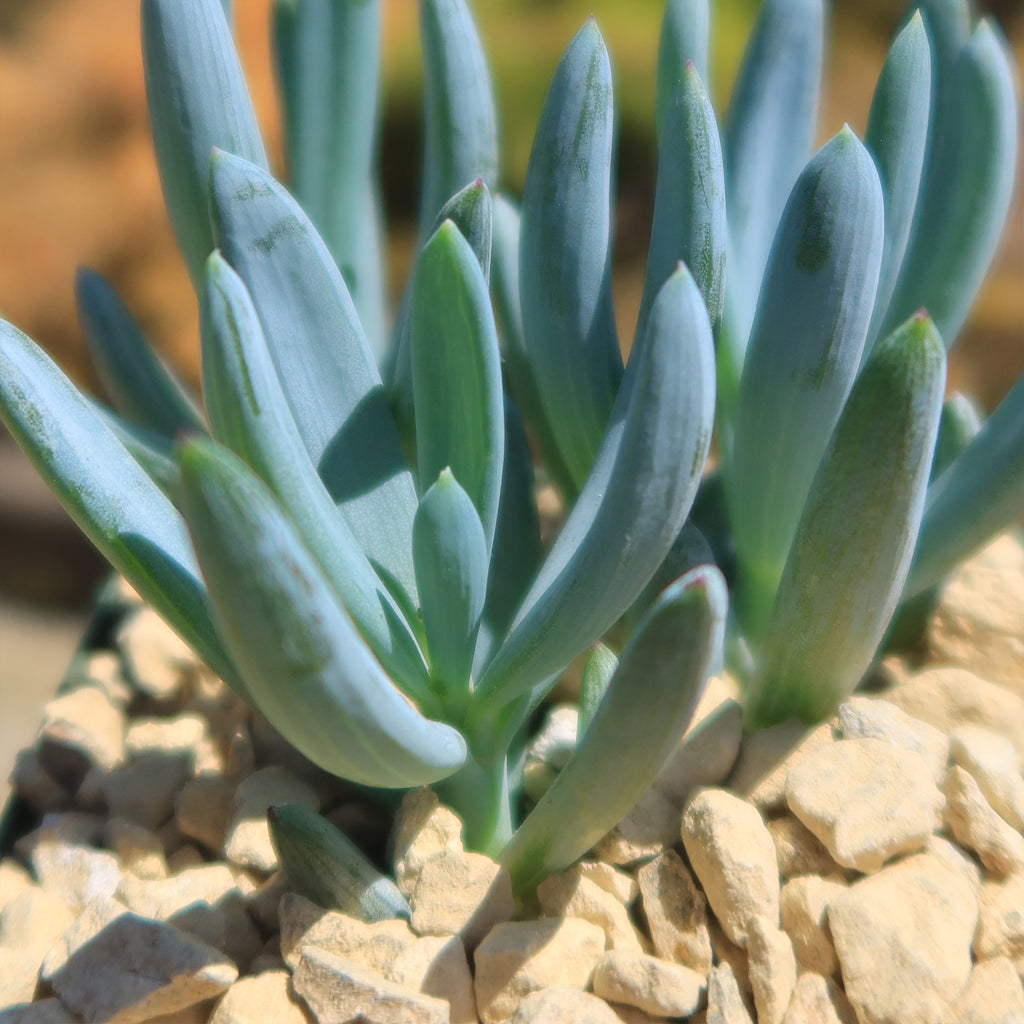 Dwarf Blue Chalk Sticks - Senecio serpens