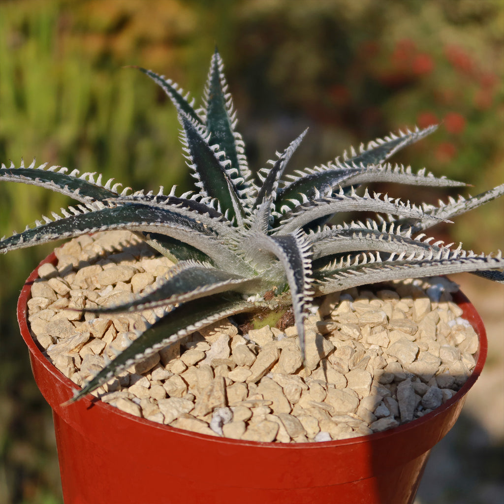 Dyckia Tarzan