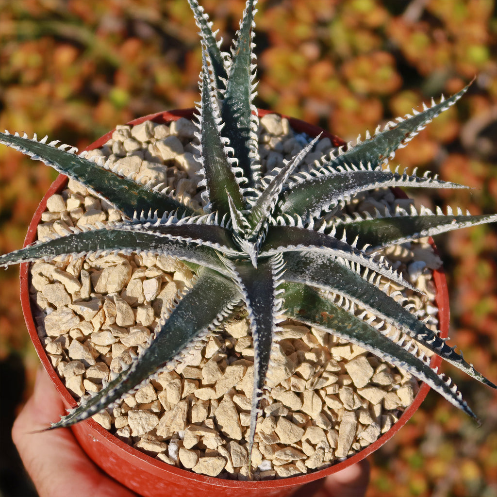 Dyckia Tarzan