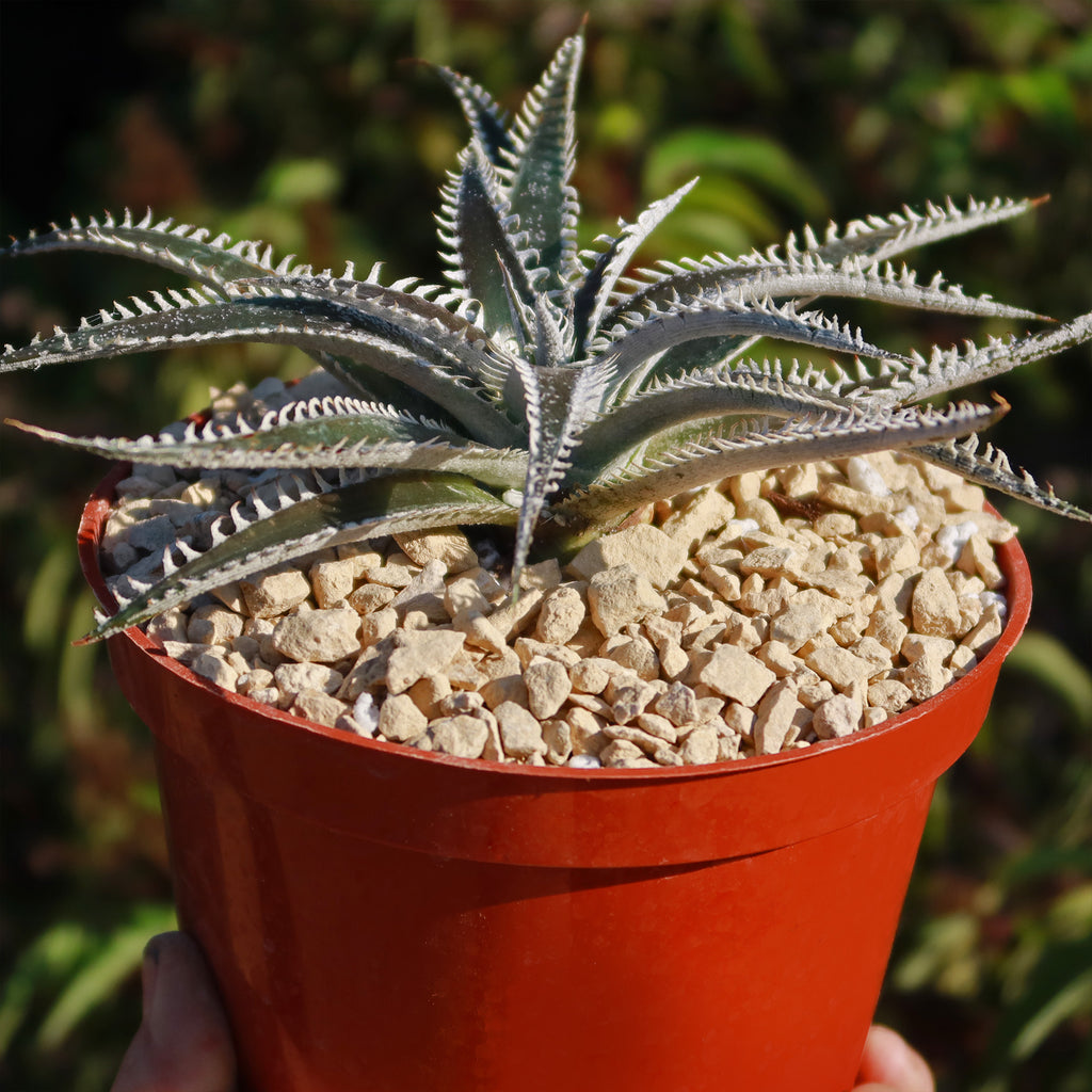 Dyckia Tarzan