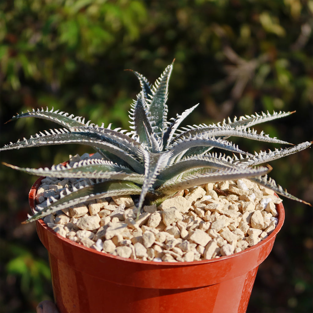 Dyckia Tarzan
