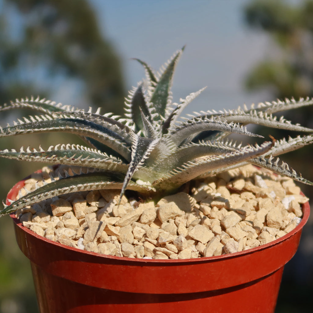 Dyckia Tarzan