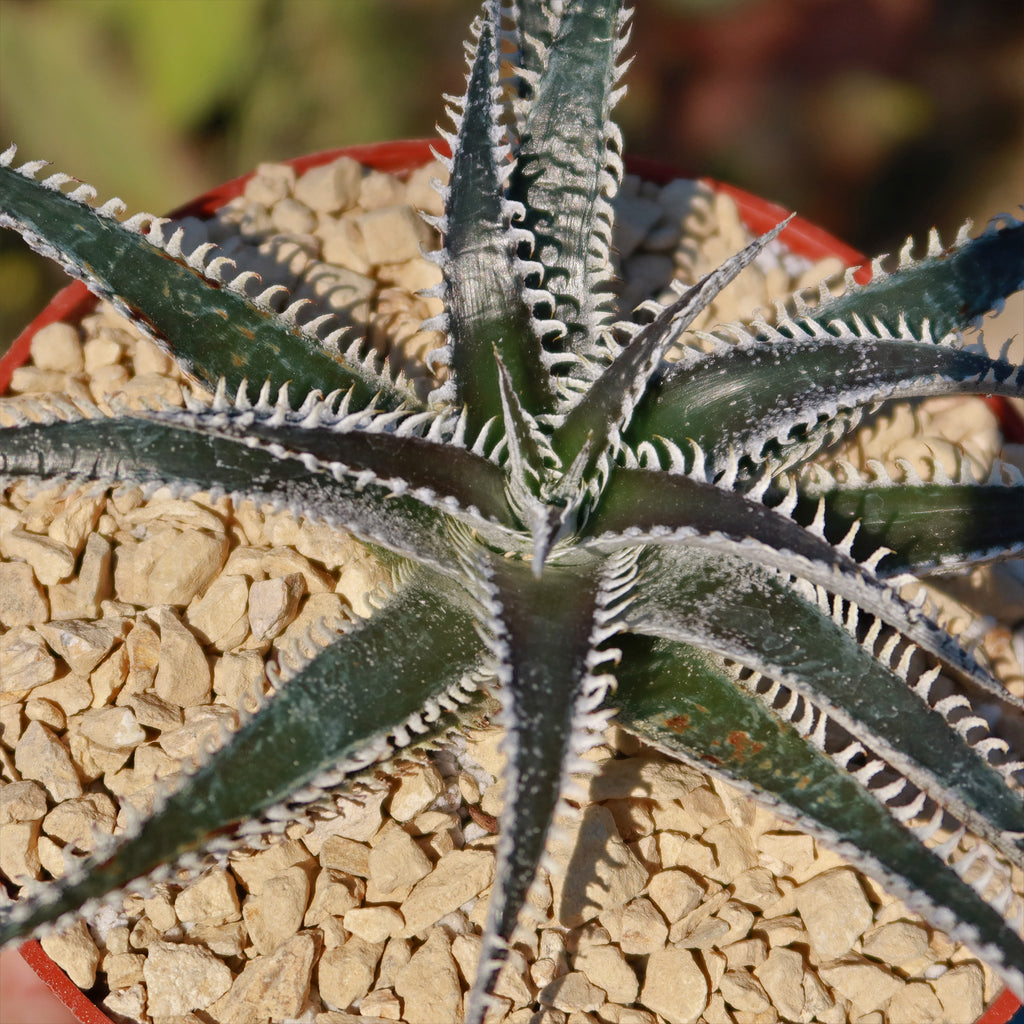 Dyckia Tarzan