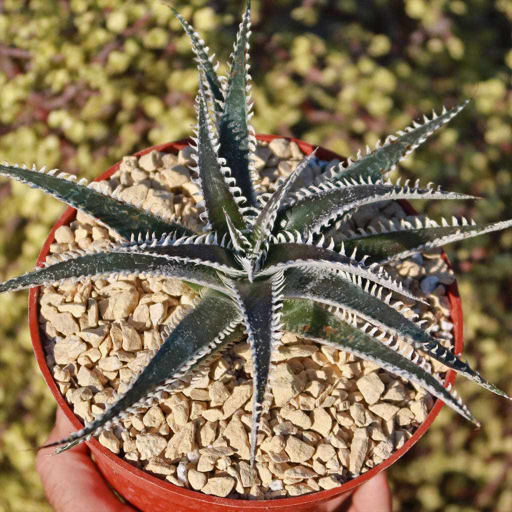 Dyckia Tarzan