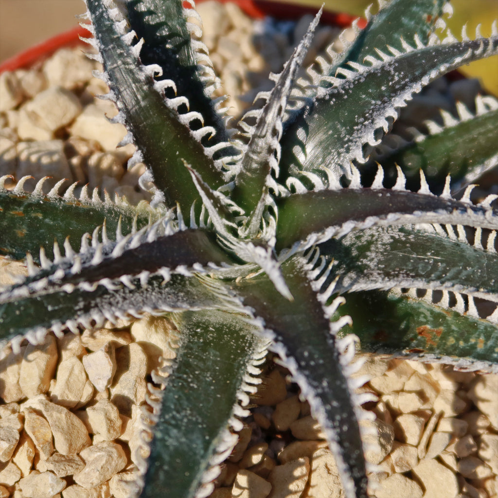 Dyckia Tarzan