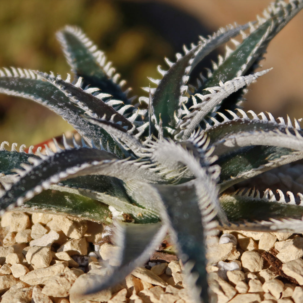 Dyckia Tarzan