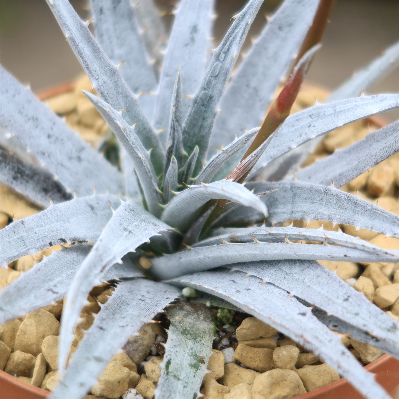 nickel plant succulent Shop 'Dyckia 'Nickel Silver' Care and Growing guide