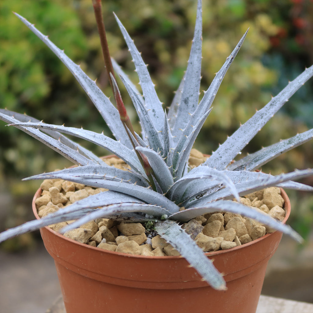Dyckia &