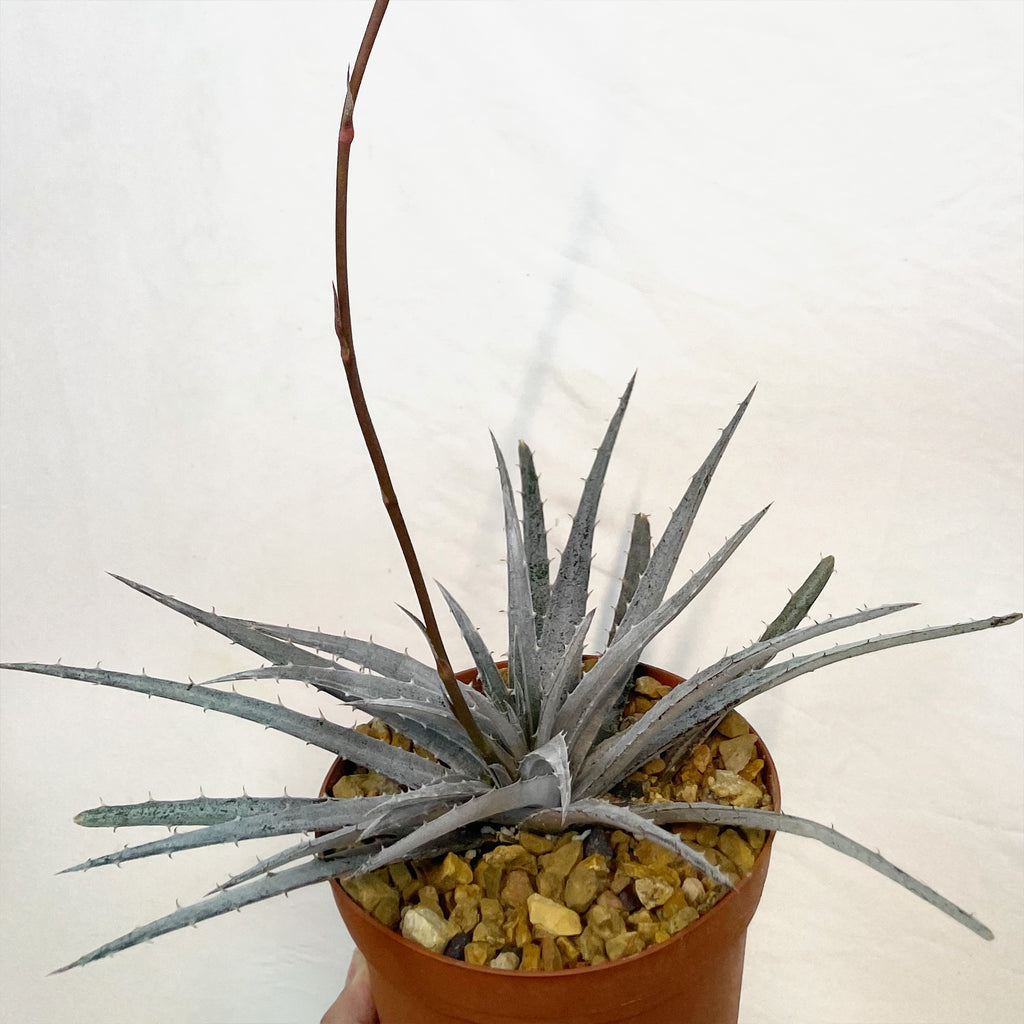 Dyckia &