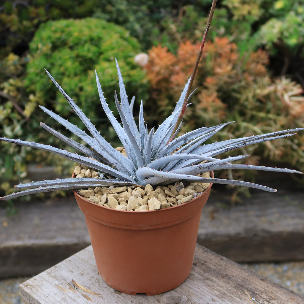 Dyckia &