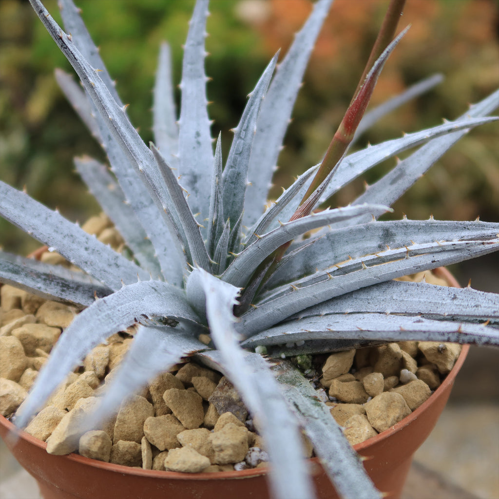 Dyckia &