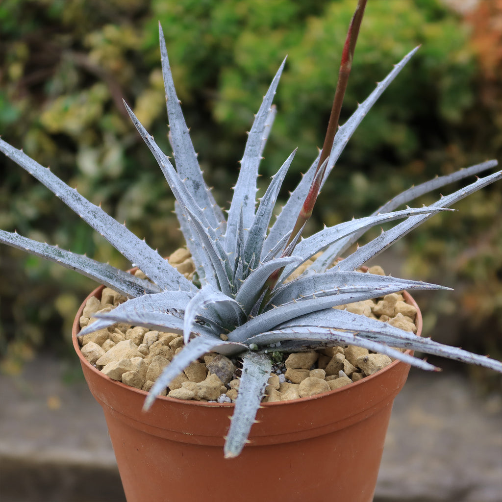 Dyckia &