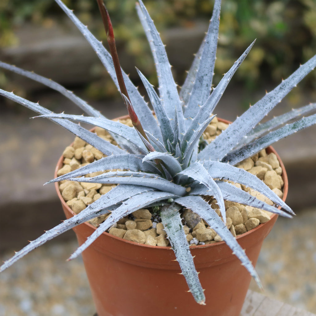Dyckia &