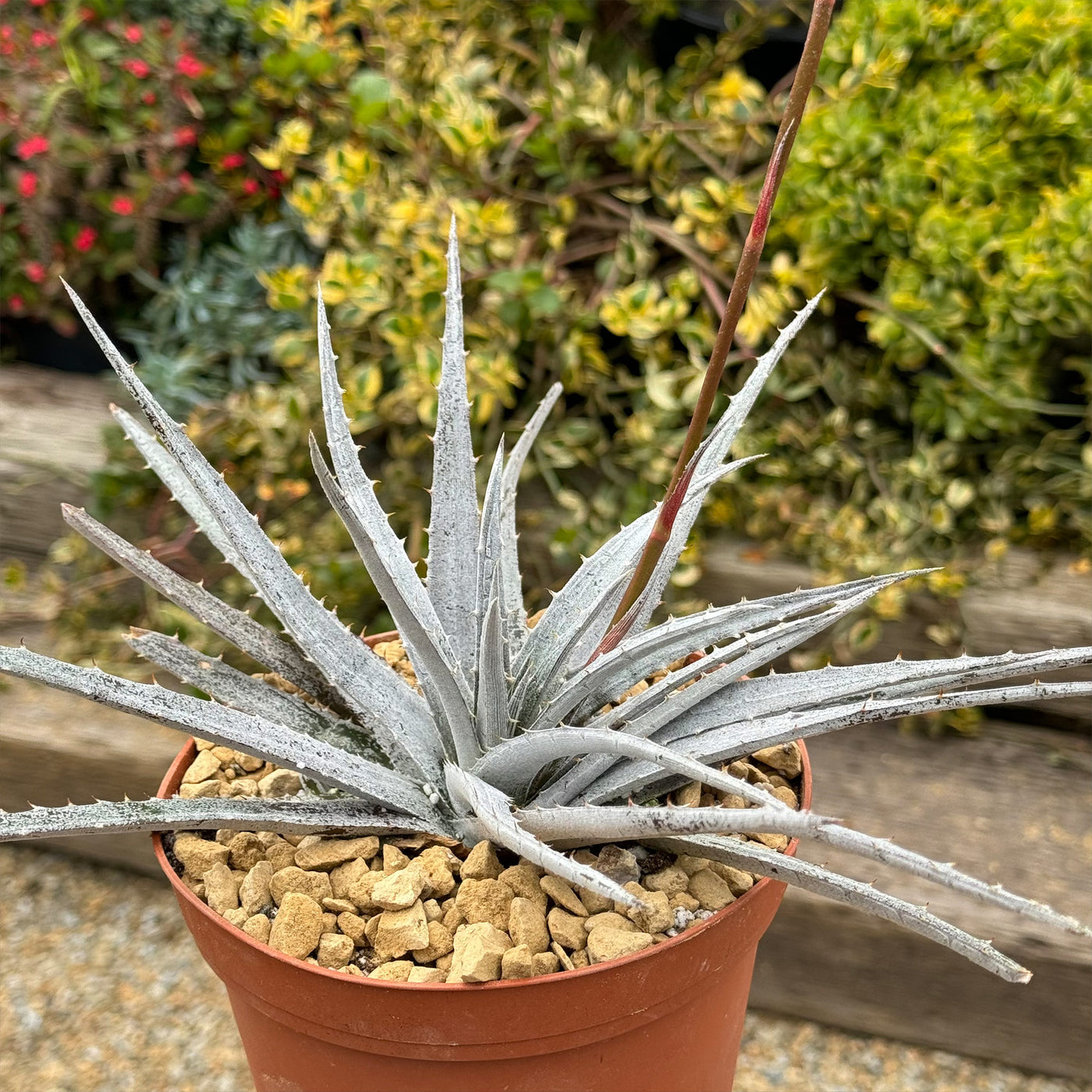 nickel plant pot Shop 'Dyckia 'Nickel Silver' Care and Growing guide