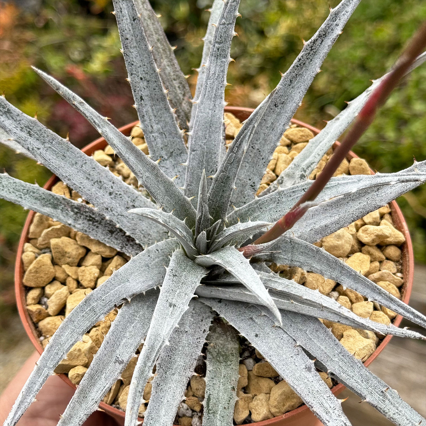nickel plant succulent Shop 'Dyckia 'Nickel Silver' Care and Growing guide