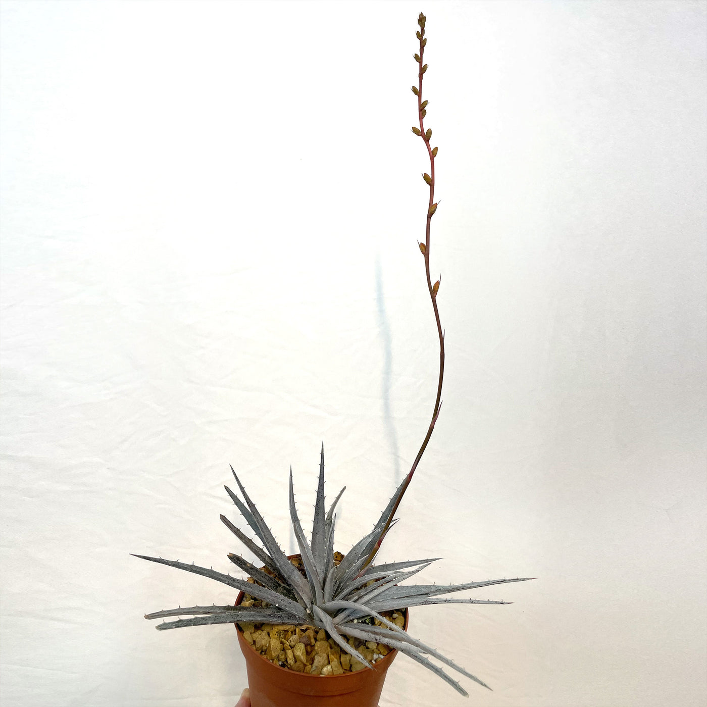 nickel plant succulent Shop 'Dyckia 'Nickel Silver' Care and Growing guide