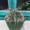 Dyckia Brittle Star