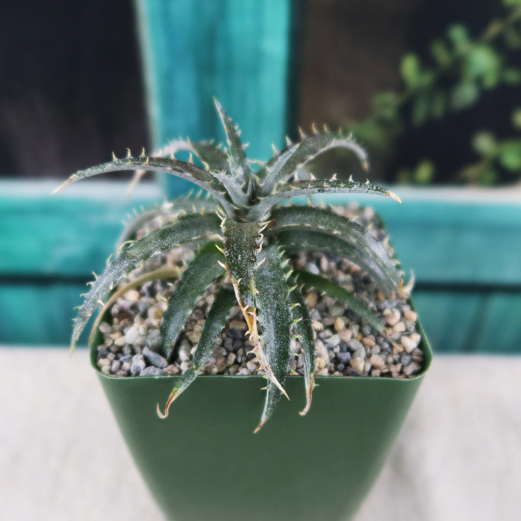 Dyckia Brittle Star