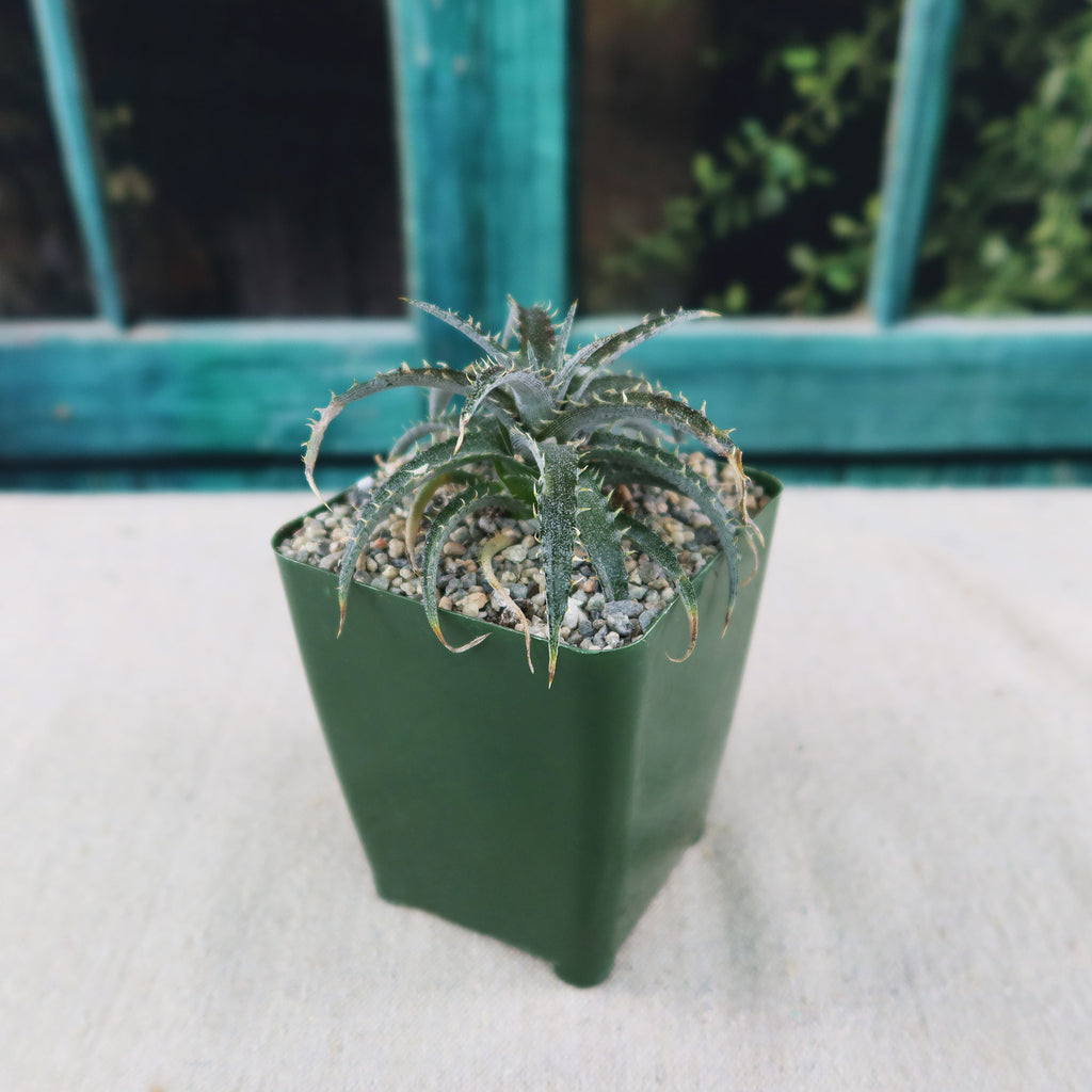 Dyckia Brittle Star