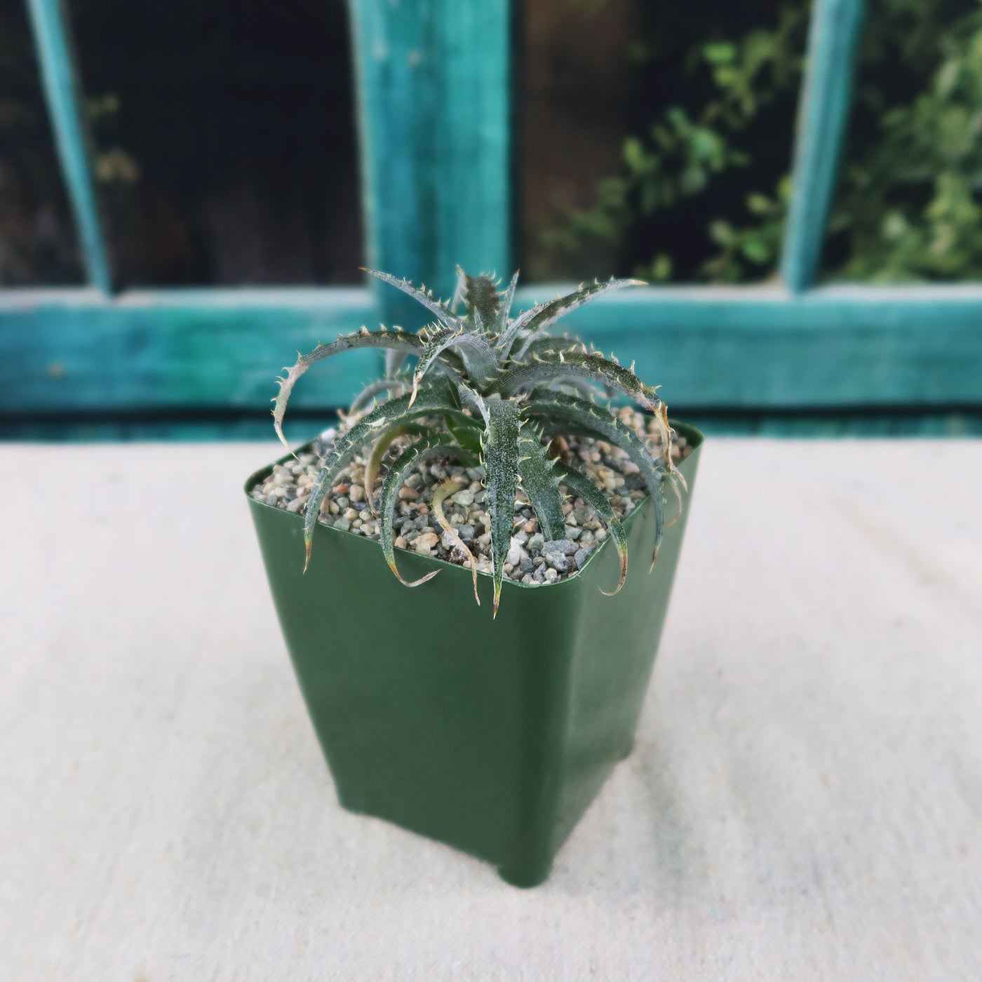 Shop 'Dyckia brittle star' Care & Growing Guide | Planet Desert