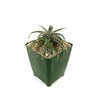 Dyckia Brittle Star