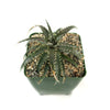 Dyckia Brittle Star